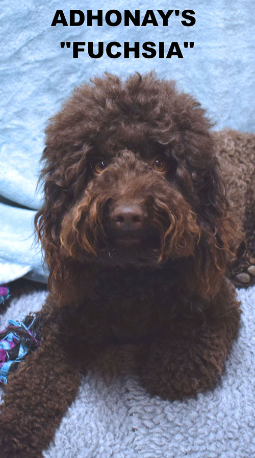 australian labradoodle